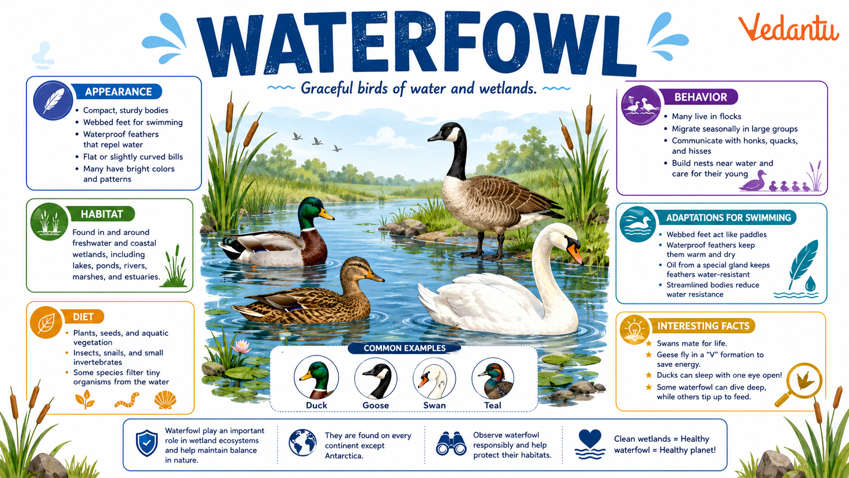 Waterfowl swimming on water