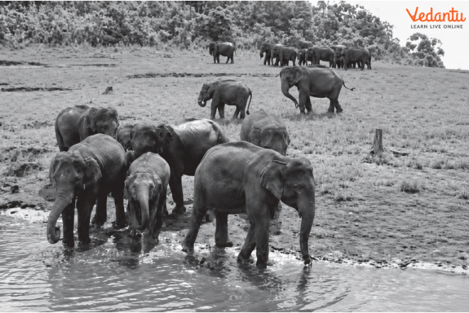 Figure 5.7 – Elephants in Their Natural Habitat