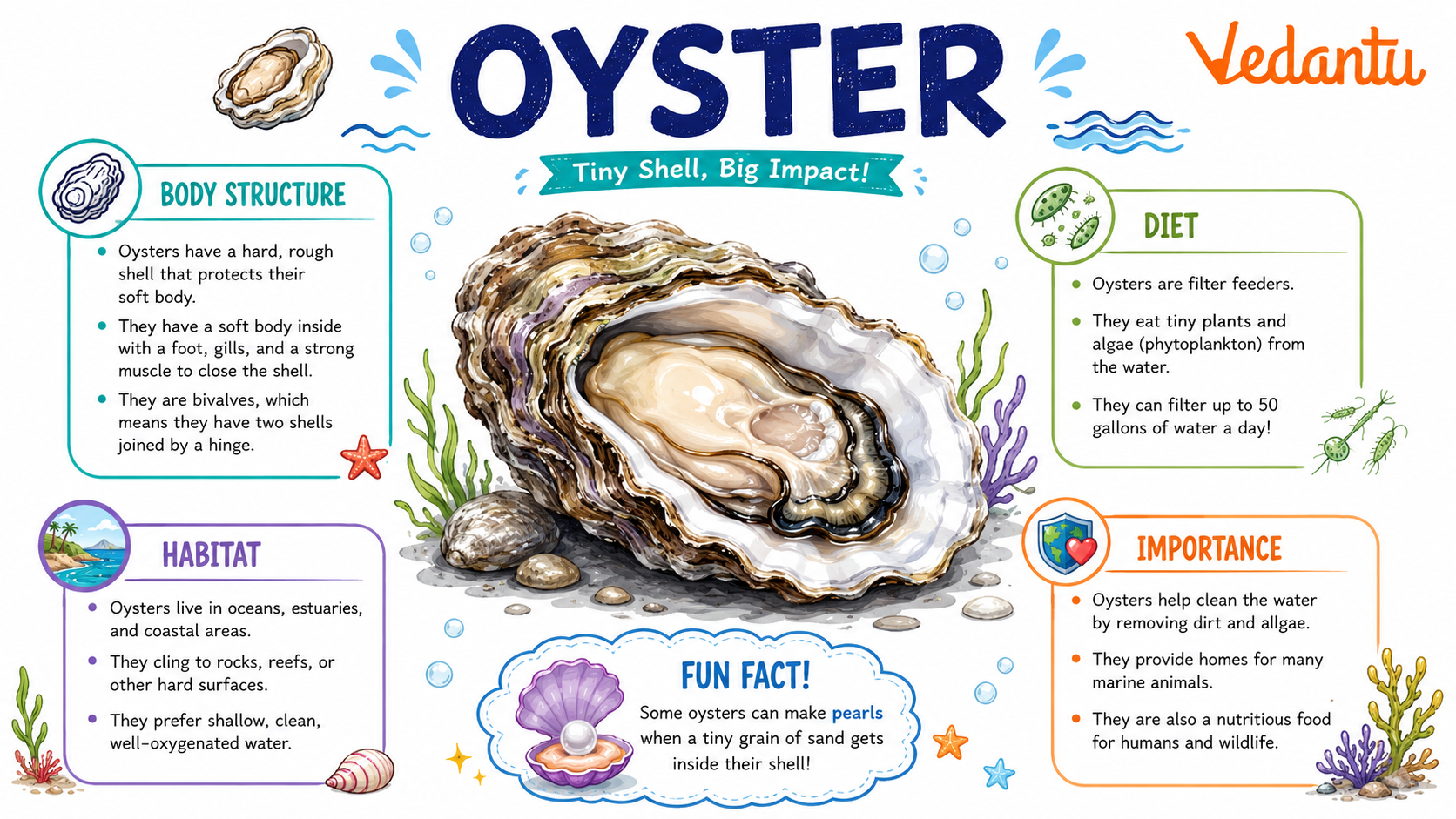 Oyster inside a hard shell in ocean habitat