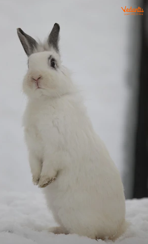 Snowshoe Hare/Snowshoe Rabbit
