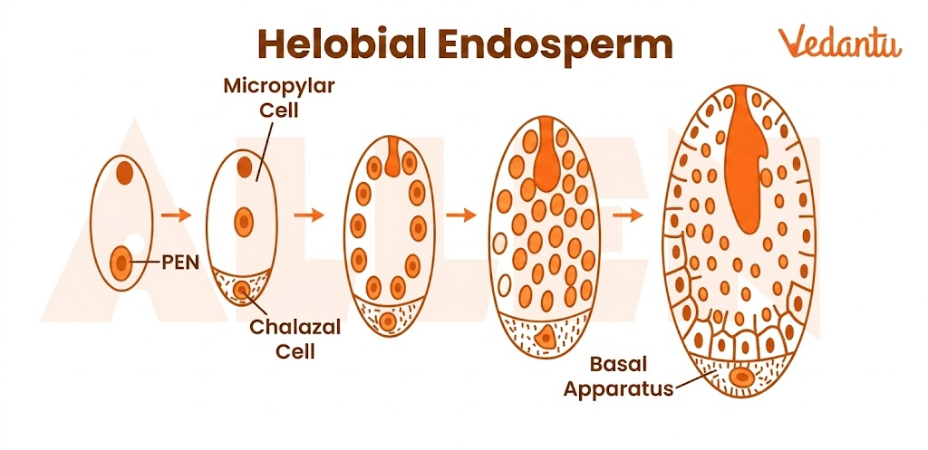 Helobial Endosperm