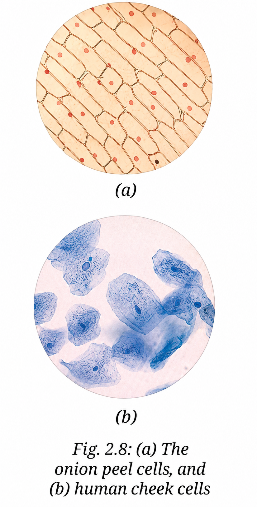 prepare and observe temporary slides of plant cells onion or Rhoeo leaf and human cheek cells, compare their structures.png