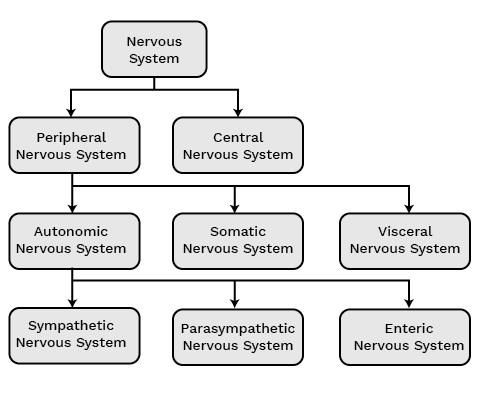 Types of Nervous Sysrem