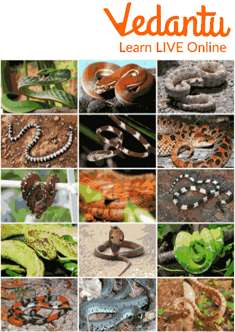 Different Examples of Reptiles