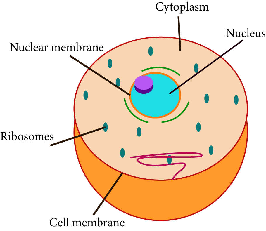 Cytoplasm