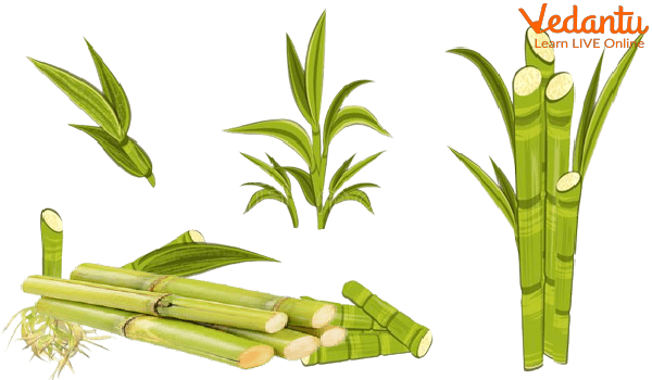Sugarcane Plant