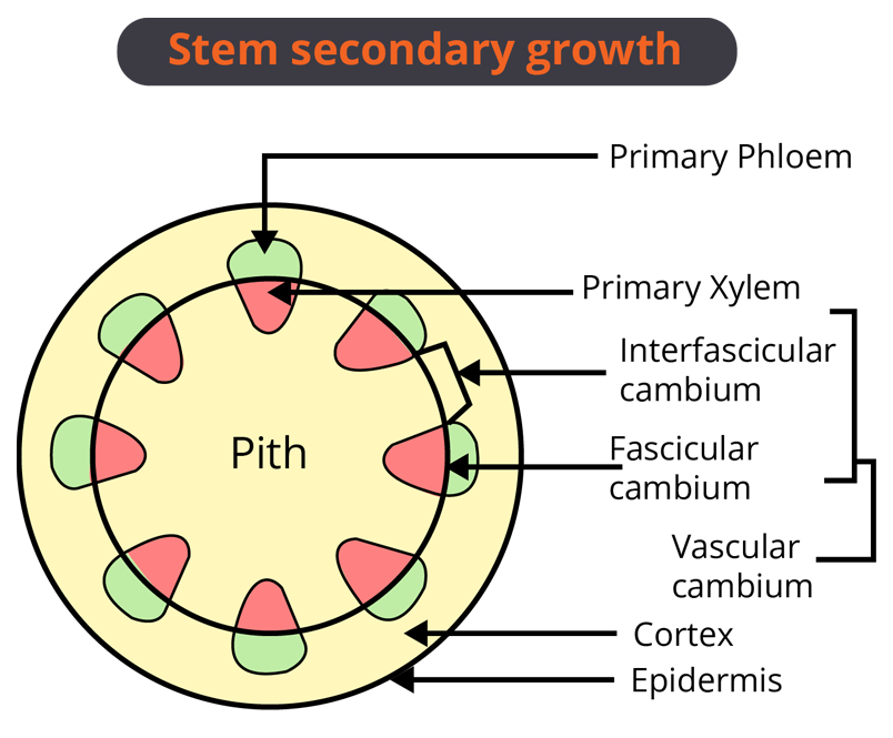 Stem secondary growth