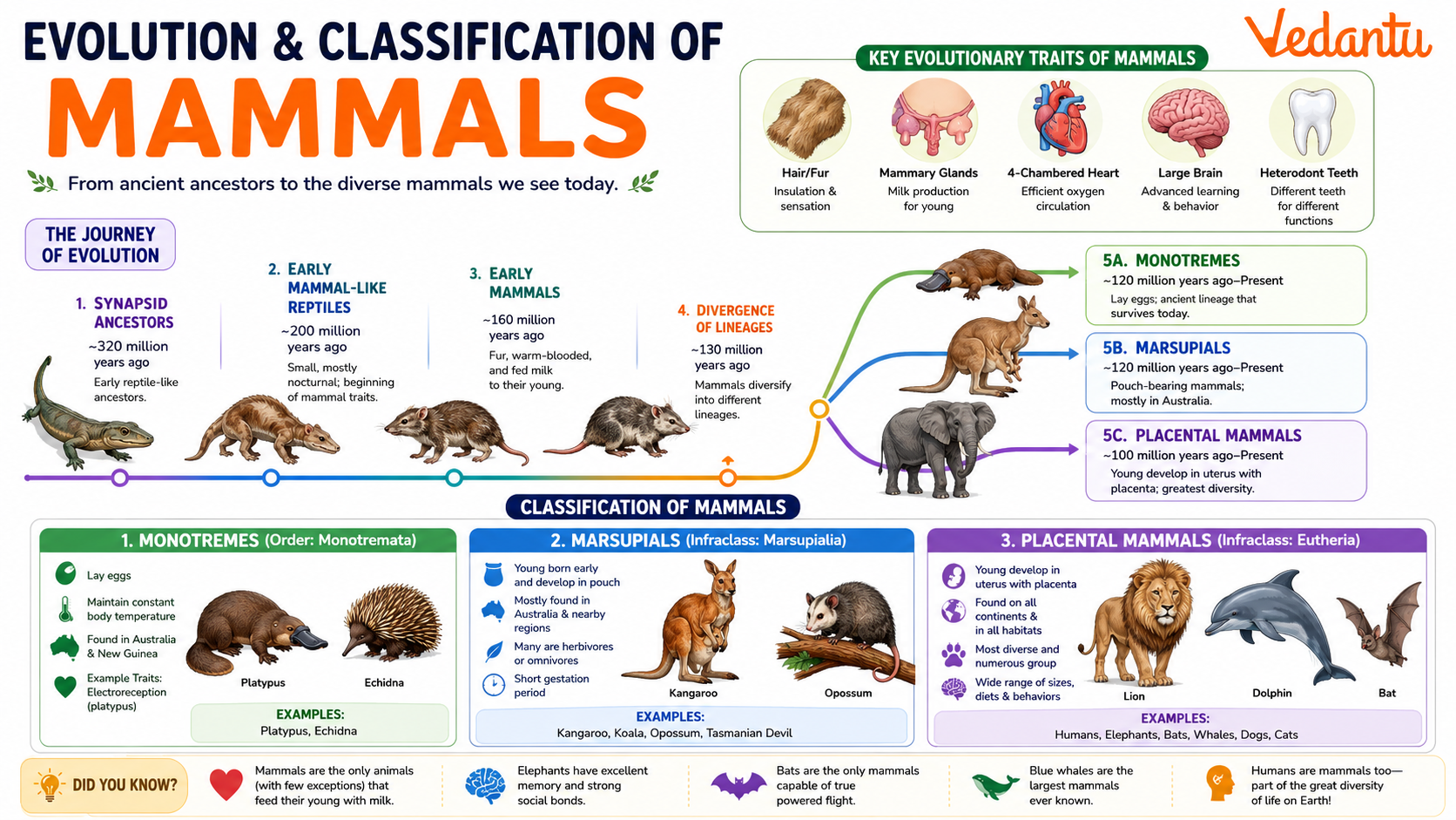How Omnivore Mammals Evolved How Omnivore Mammals Evolved