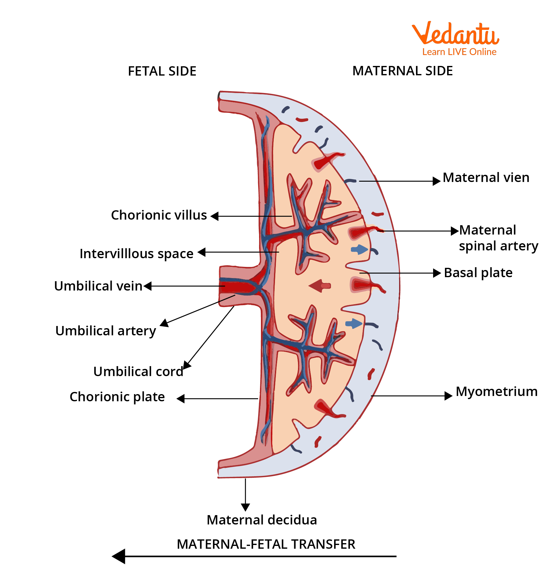 presentation cephalic of placenta