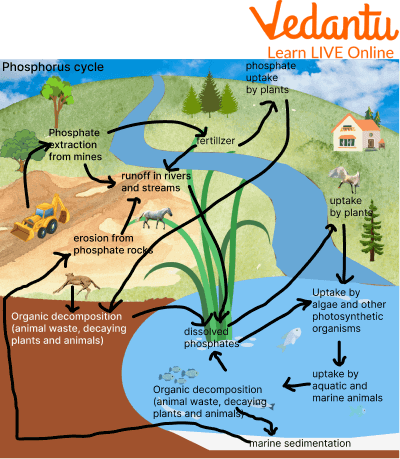 Formation of Wetlands