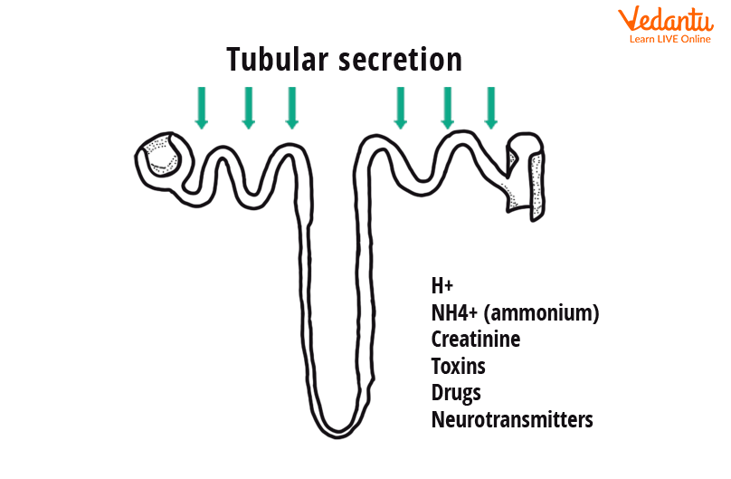 Tubular secretion in nephron