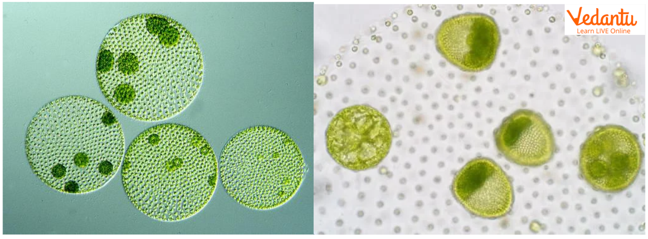 Volvox under microscope