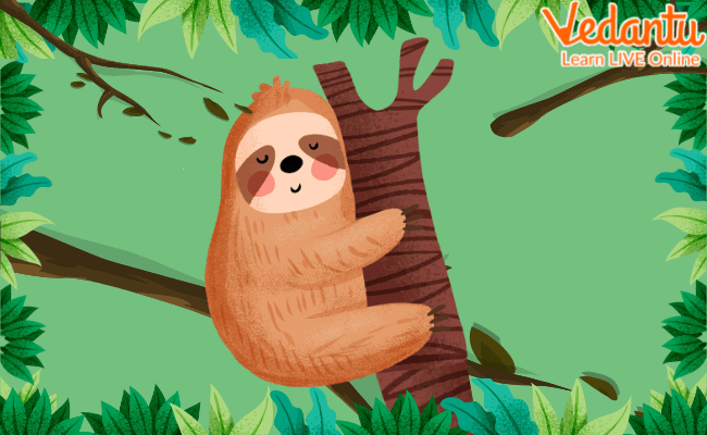 Sid the sloth is sleeping comfortably on a branch