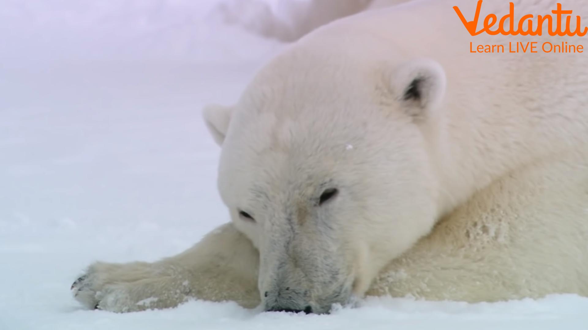 Animals Hibernation in Winter