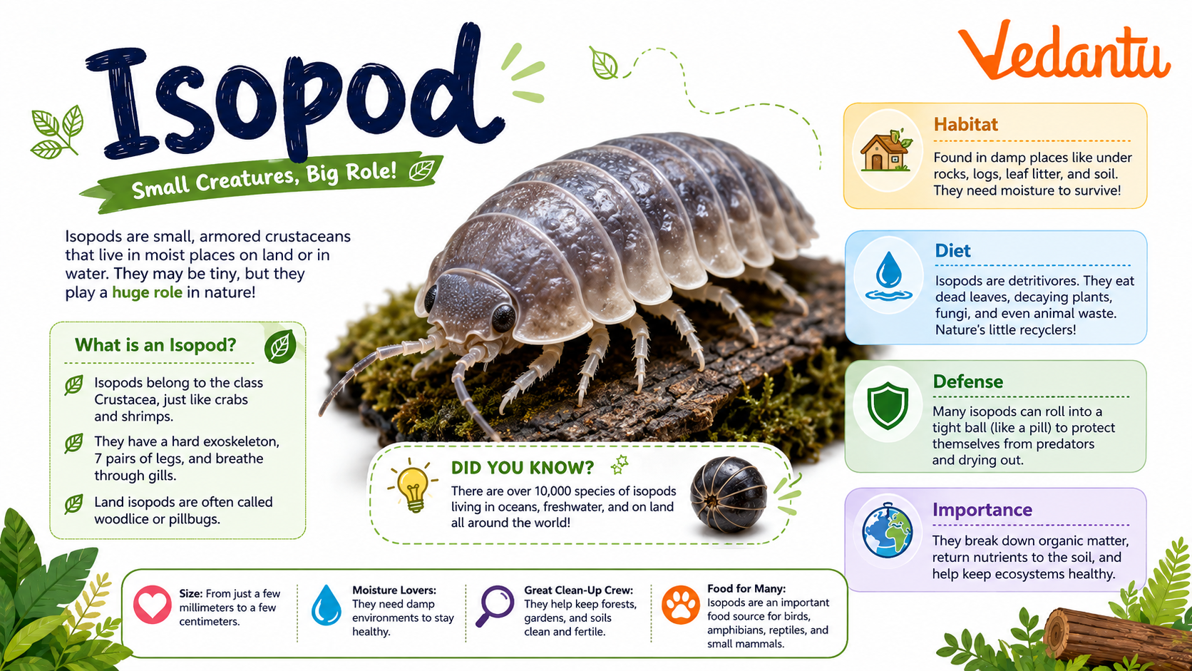 Isopod with segmented body and hard outer shell