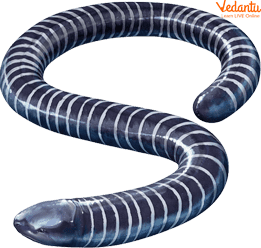 Caecilians