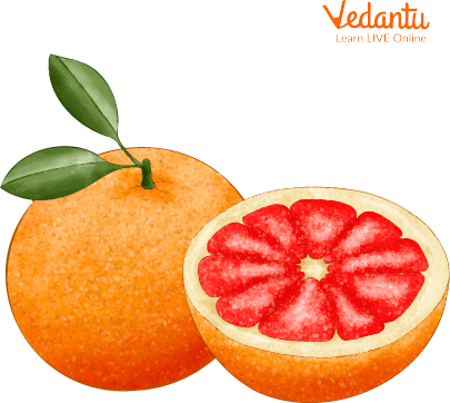 Grapefruits