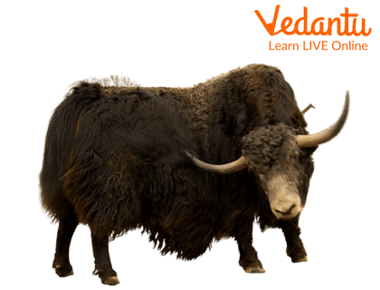 Yak