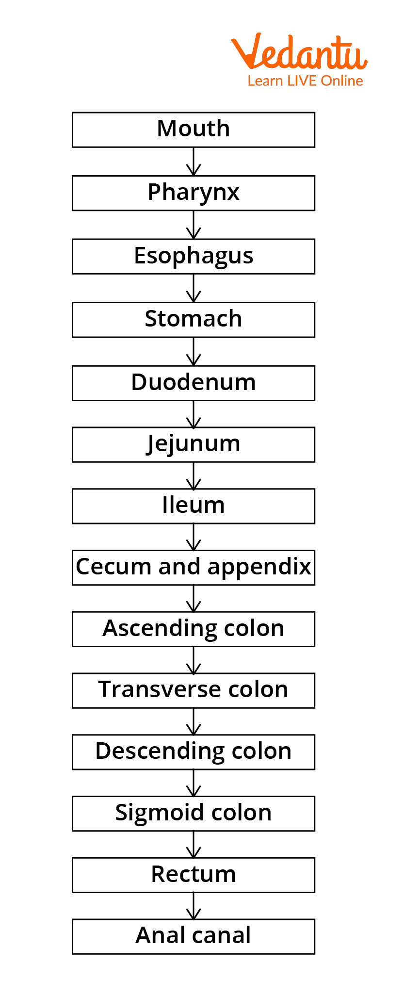 Flow Chart of Digestive System