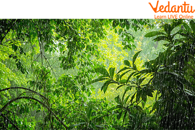 Raindrops in a Forest