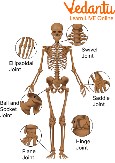 Movable Joints in the Human Body