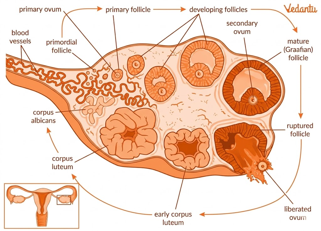structure of ovary - Ovulation