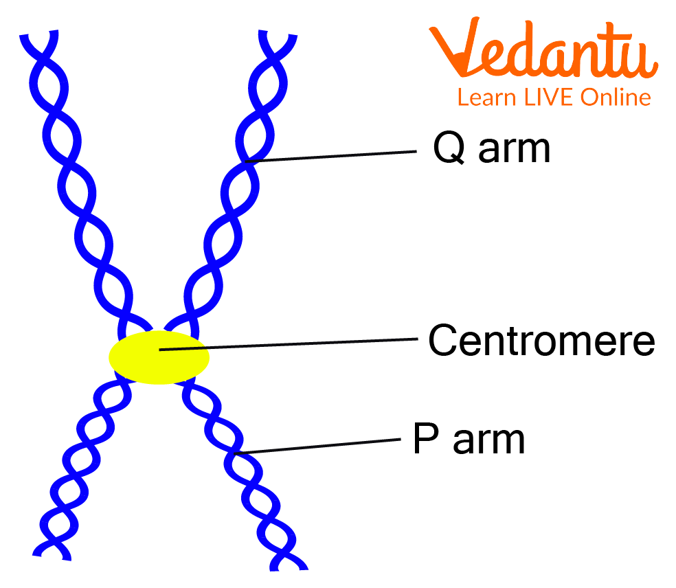 Short and long arms of chromosomes