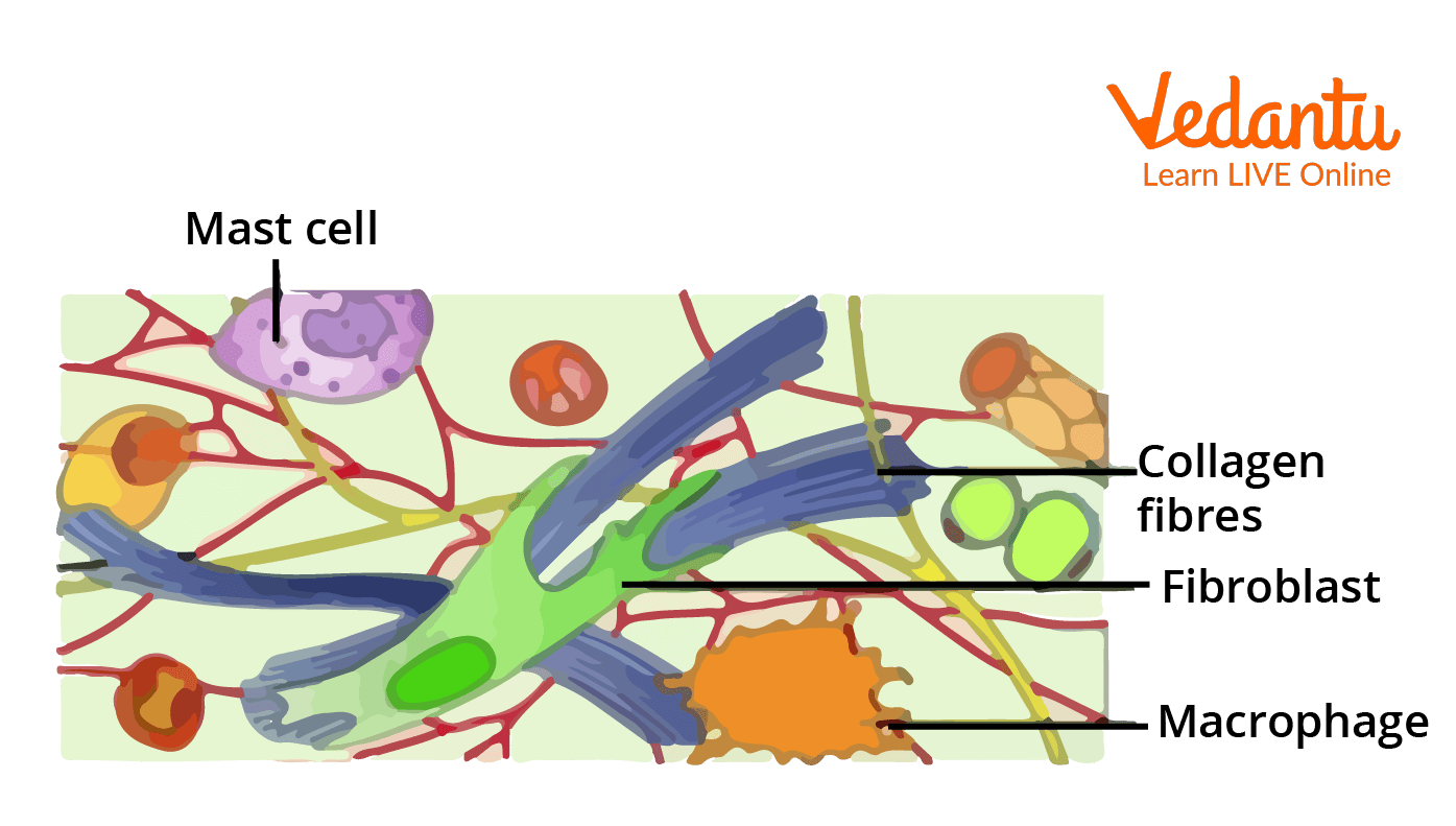 Areolar Connective Tissue