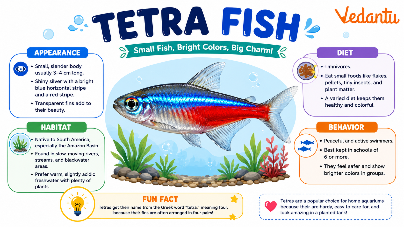 Tetra Fish swimming in freshwater aquarium