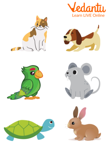 Pet Animals