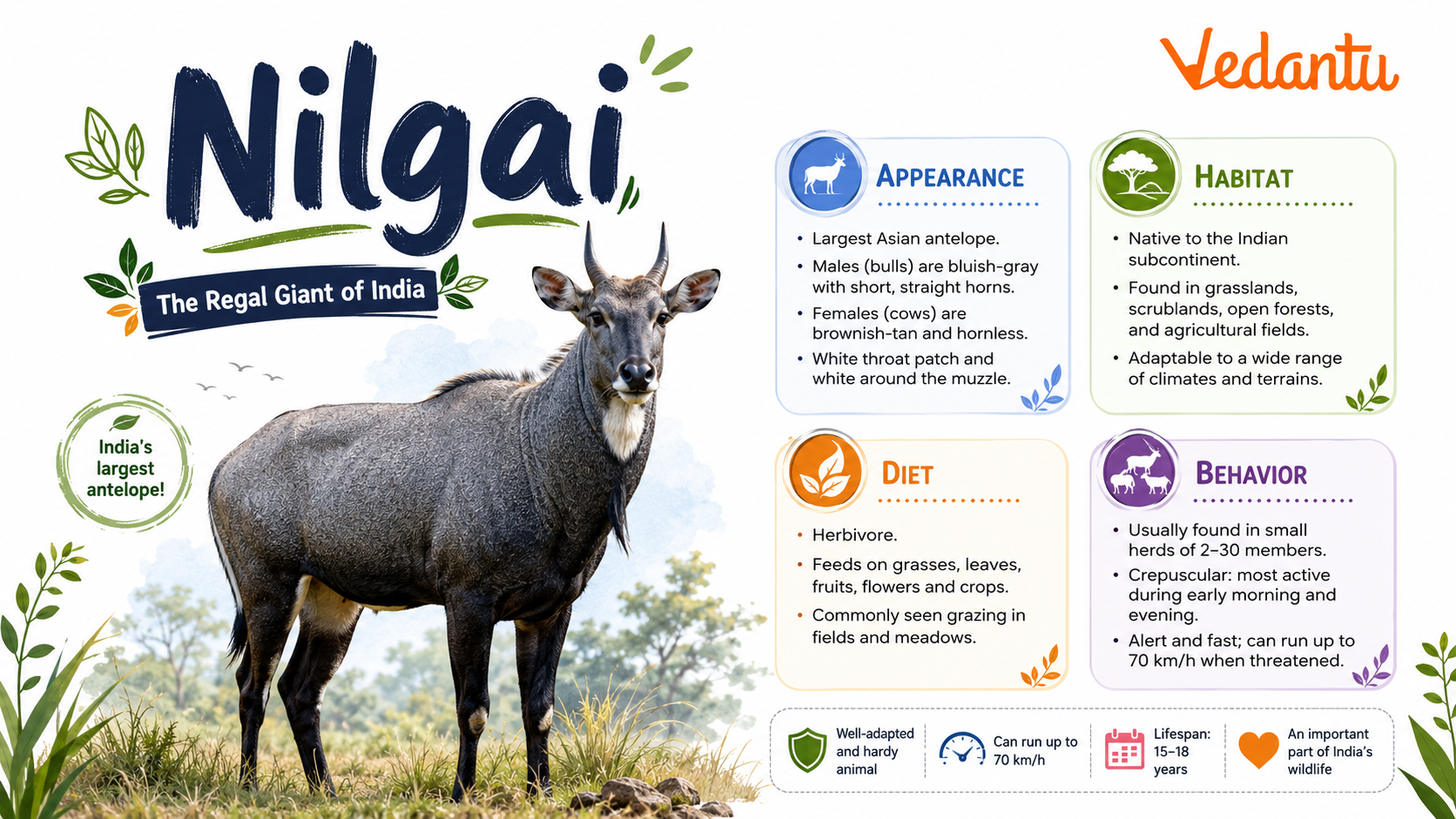 Nilgai - Largest Asian Antelope