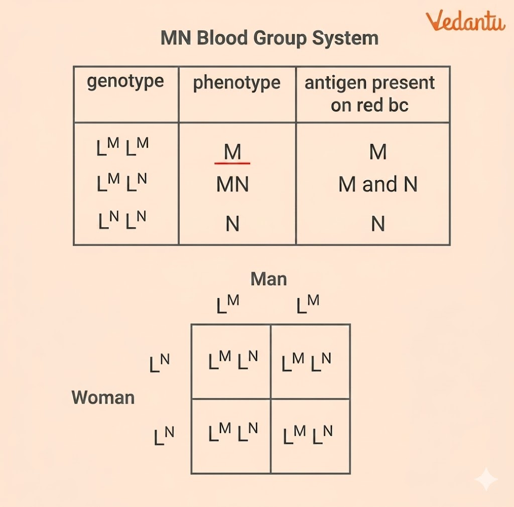 Codominance - MN blood group in humans