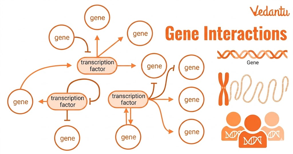 gene interaction