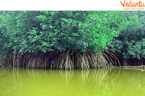Mangrove Forests and Animals - Features, Adaptations and Examples