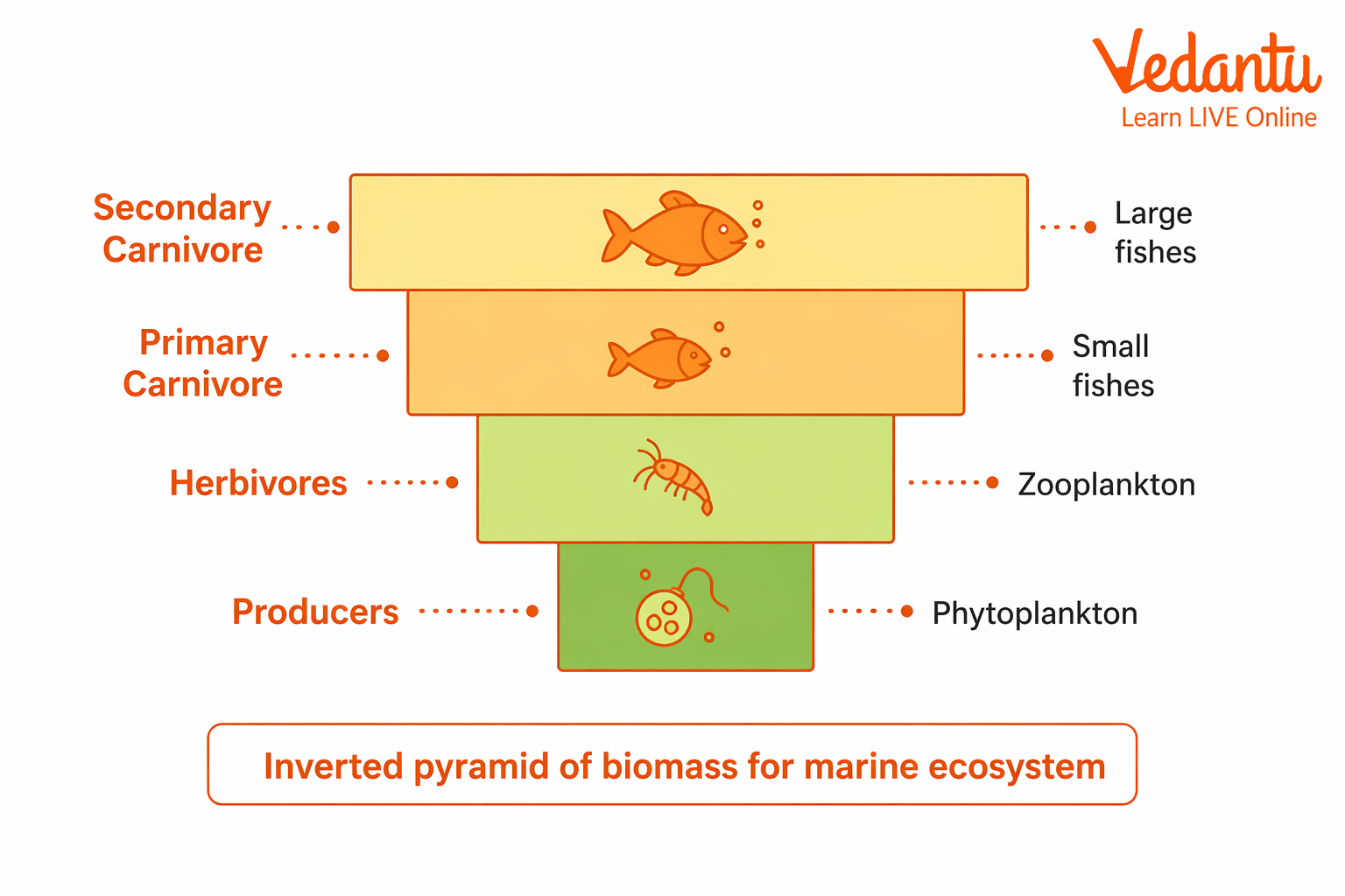 Inverted pyramid of biomass for marine ecosystem diagram