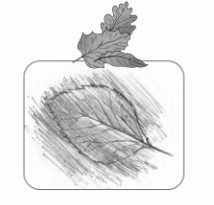 Place a leaf on a notebook with the rough, vein-side facing up. Cover it with a plain sheet of paper. Rub a crayon over the paper, and watch the leafs shape appear like magic! Try this with different leaves and see how each one has its own unique pattern. Name the plant or tree to which the leaf belongs