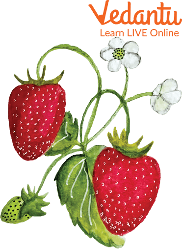 Wild strawberry