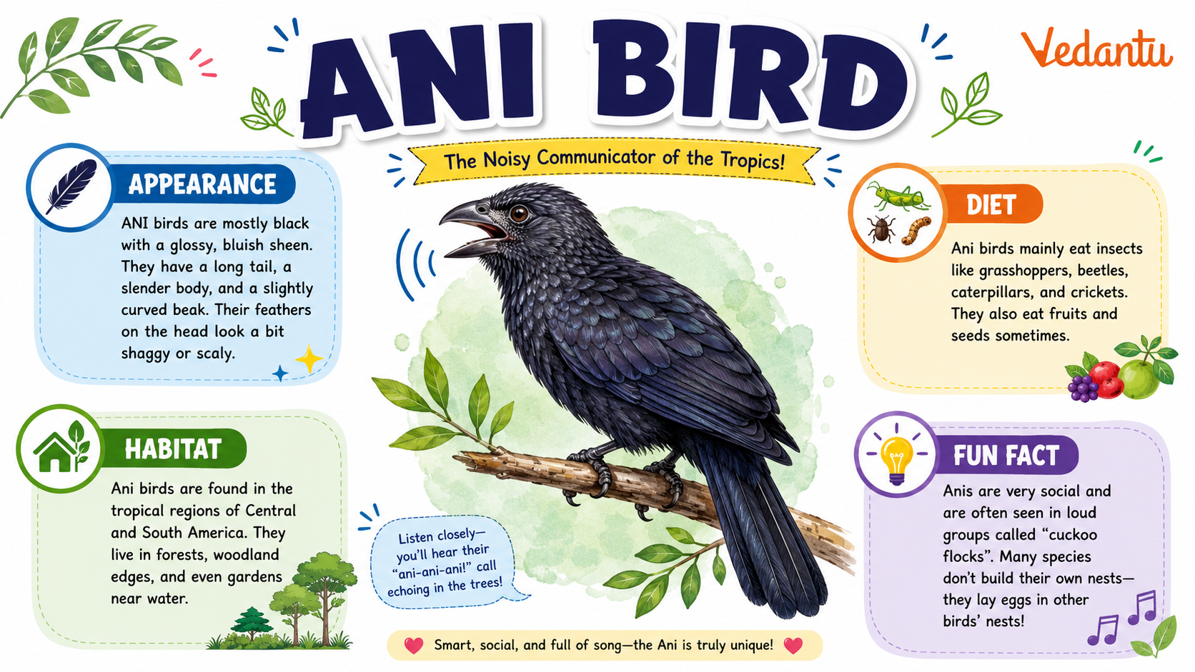 Ani Bird perched on a branch showing glossy black feathers and long tail
