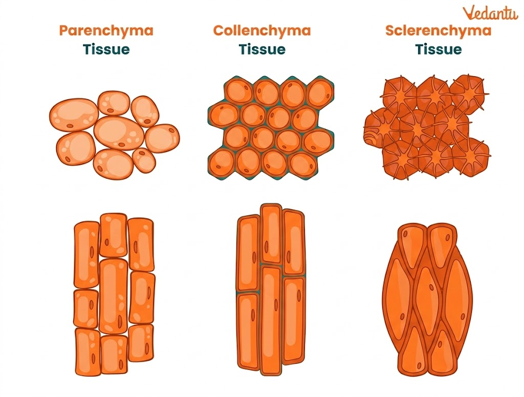 simple permanent tissues diagram