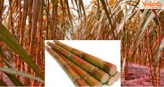 Sugarcane Plants