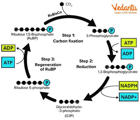 Calvin Cycle