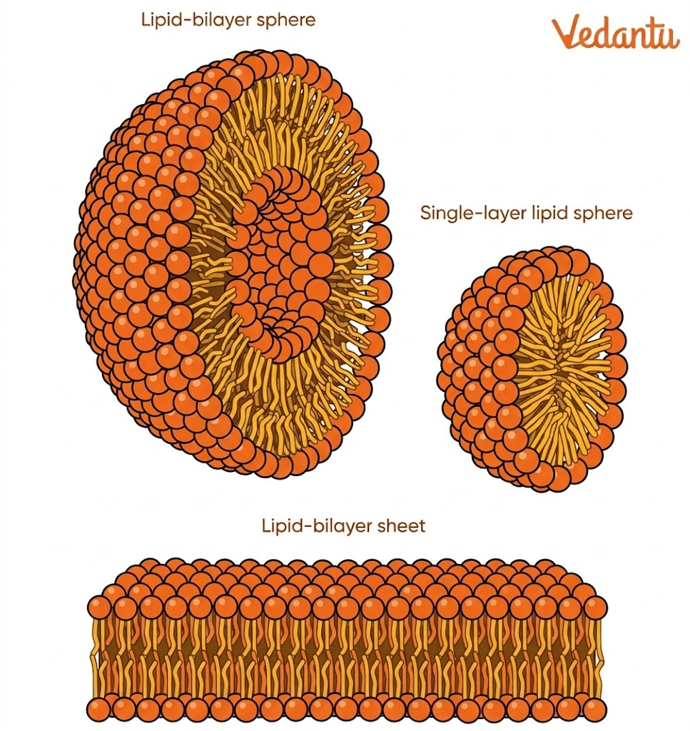 Fluid Mosaic bilayers