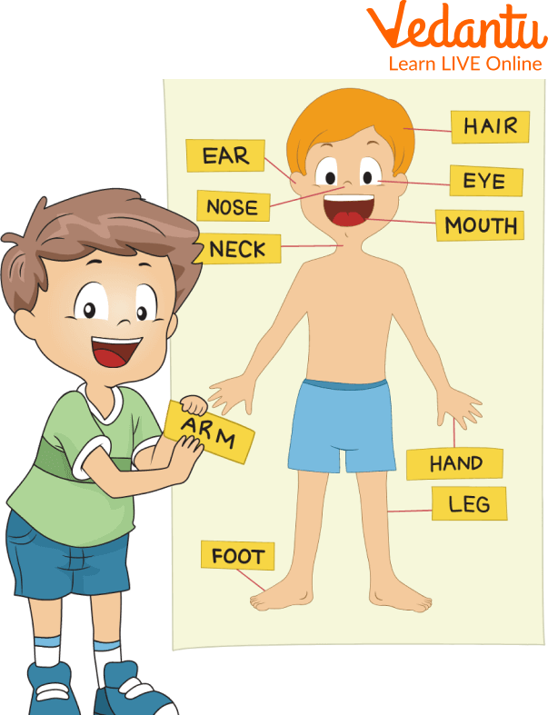 Body System for Kids - Learn Definition, Facts & Examples