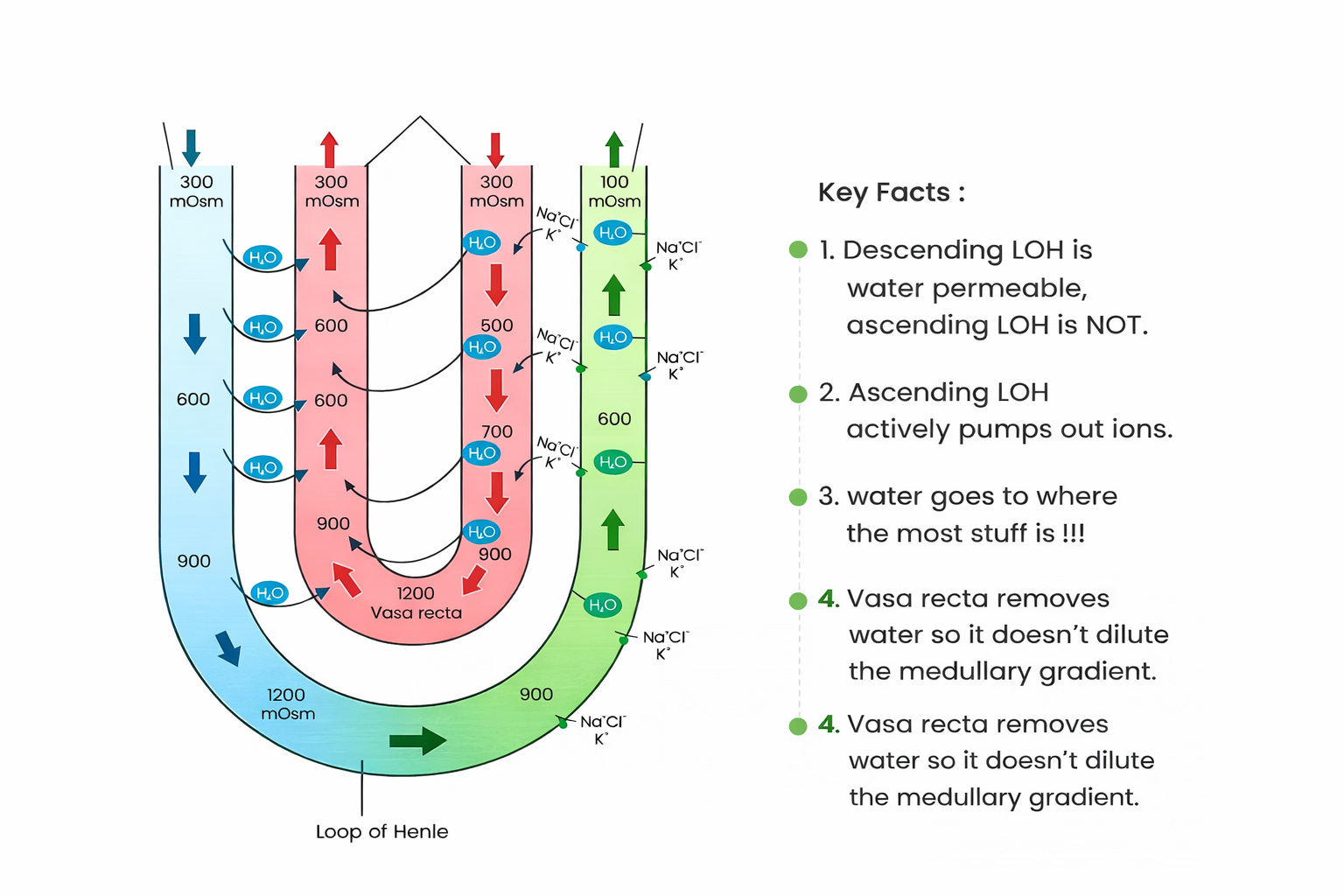 Counter-current Mechanism in the Kidney