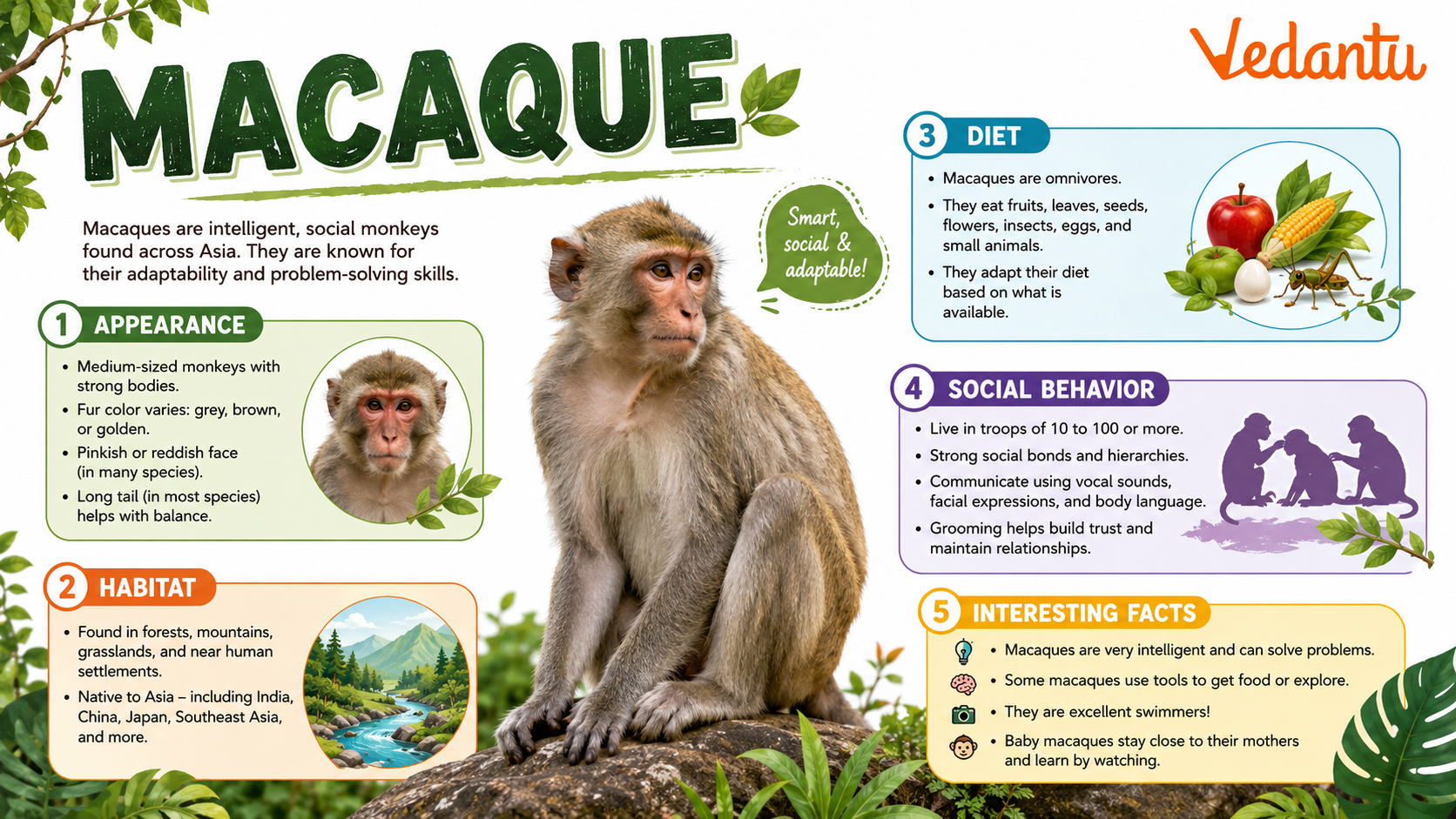Macaque monkey sitting in natural habitat