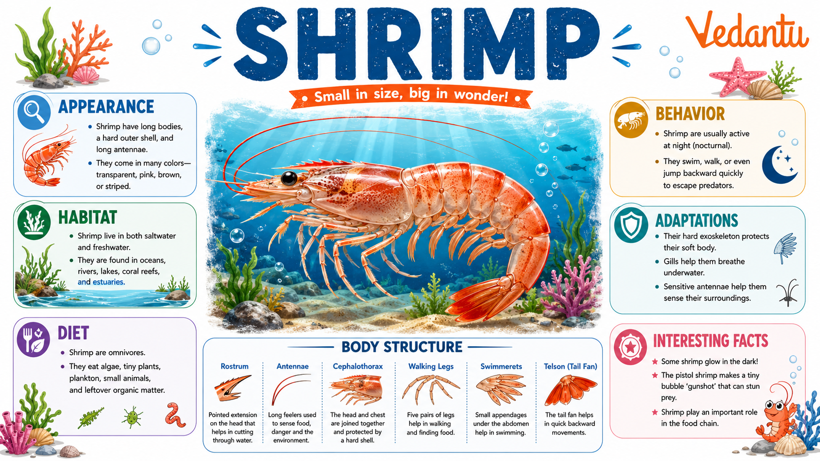 Shrimp