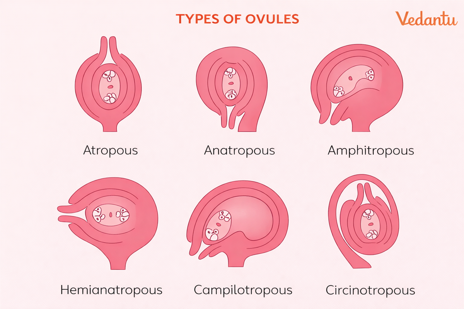 types of ovule
