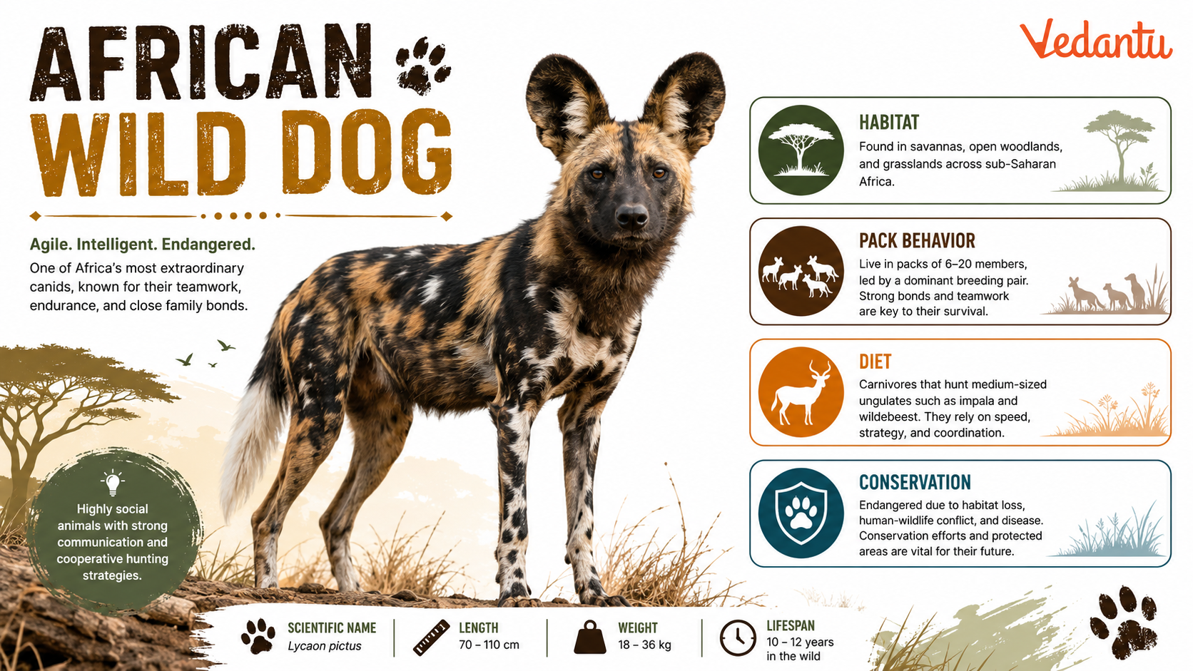 African Wild Dog standing in savanna grassland