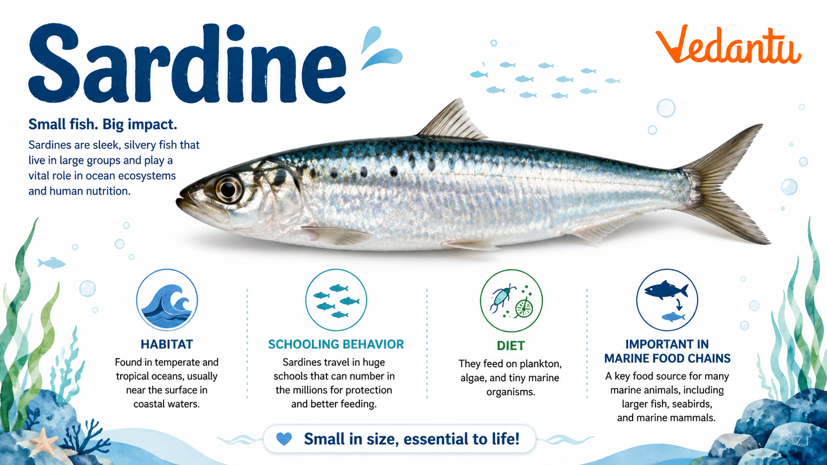 Sardine fish