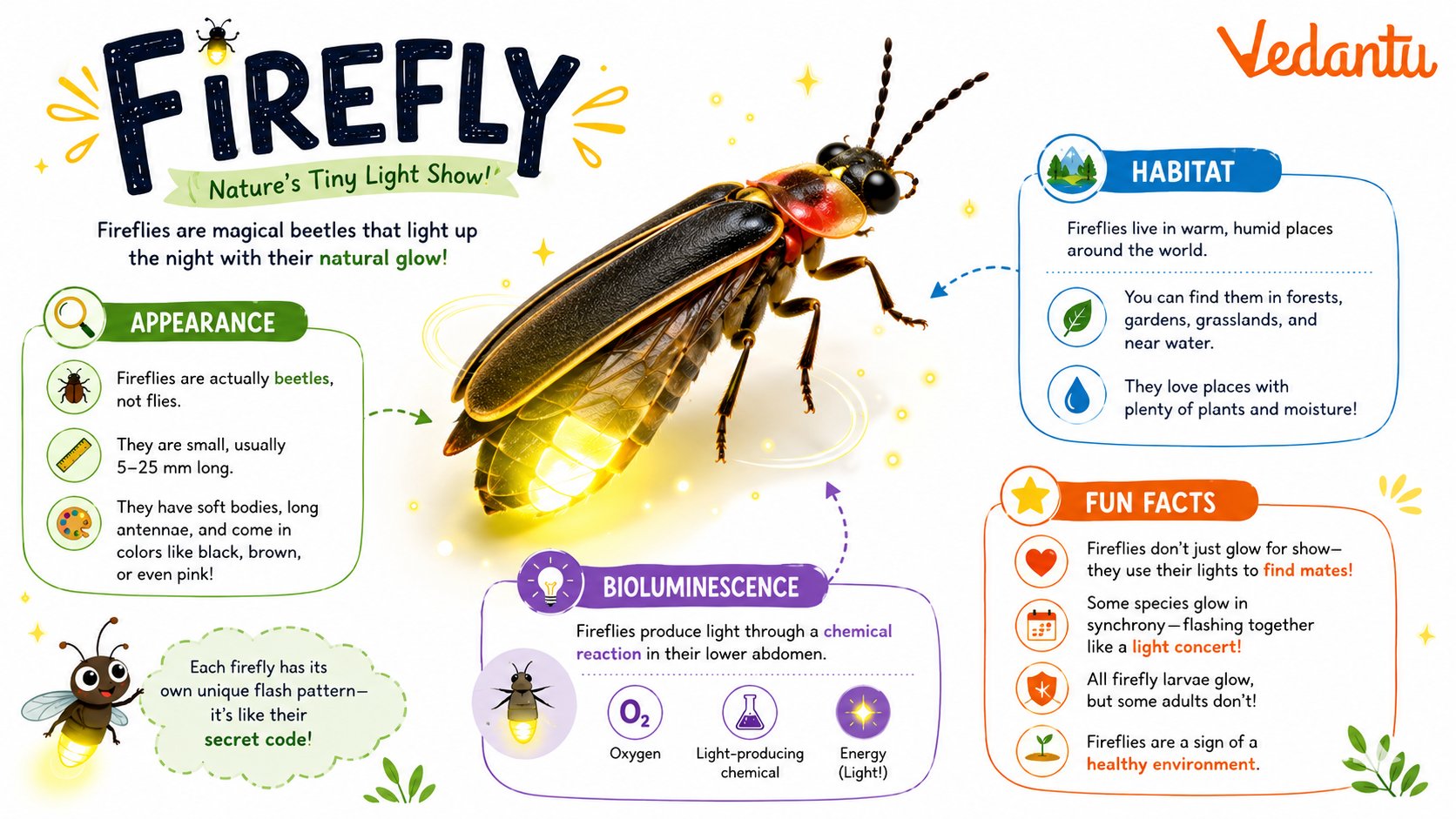 Firefly Insect glowing in the dark